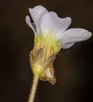 Small butterwort